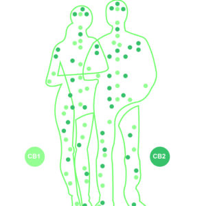 Illustration of man and woman showing endocannabinoid system in light and dark green